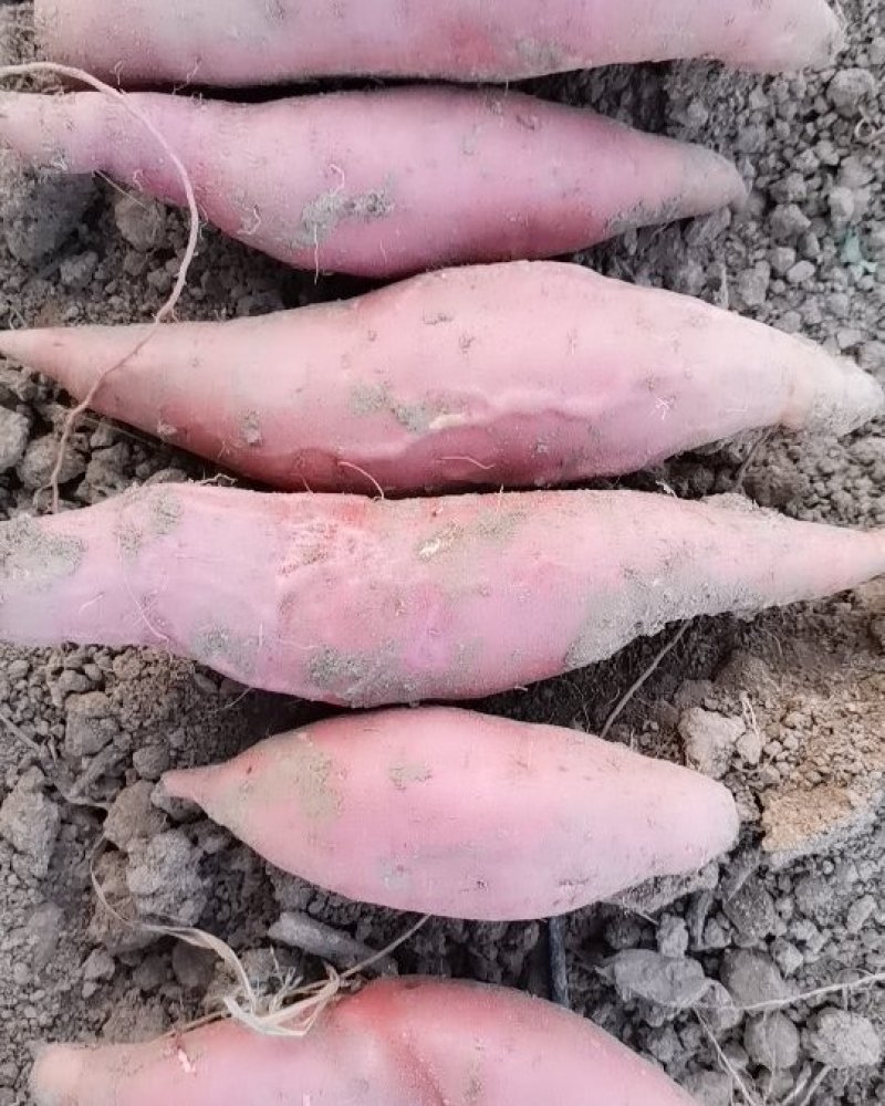 烟薯25，（蜜薯）
