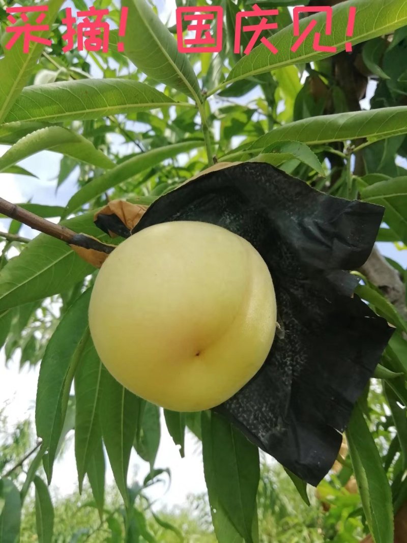 嵩山蜜大量上市