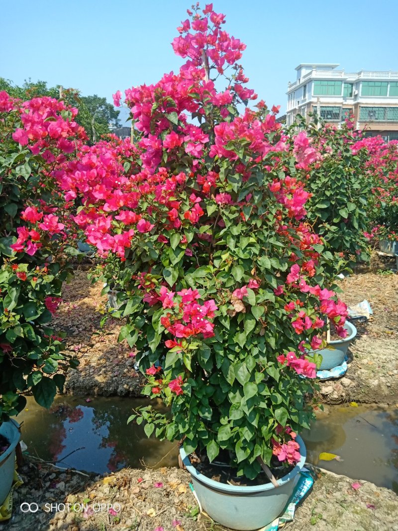 同安红三角梅，叶子花盆景绿化首长