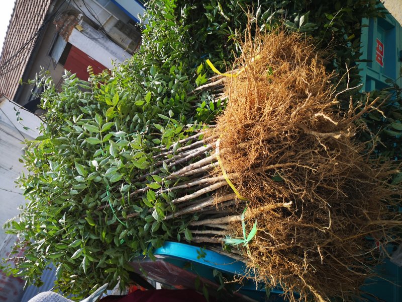大红袍花椒苗1-3年苗保湿发货，根系发达，苗子健壮