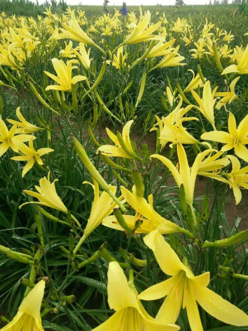 黄花菜苗