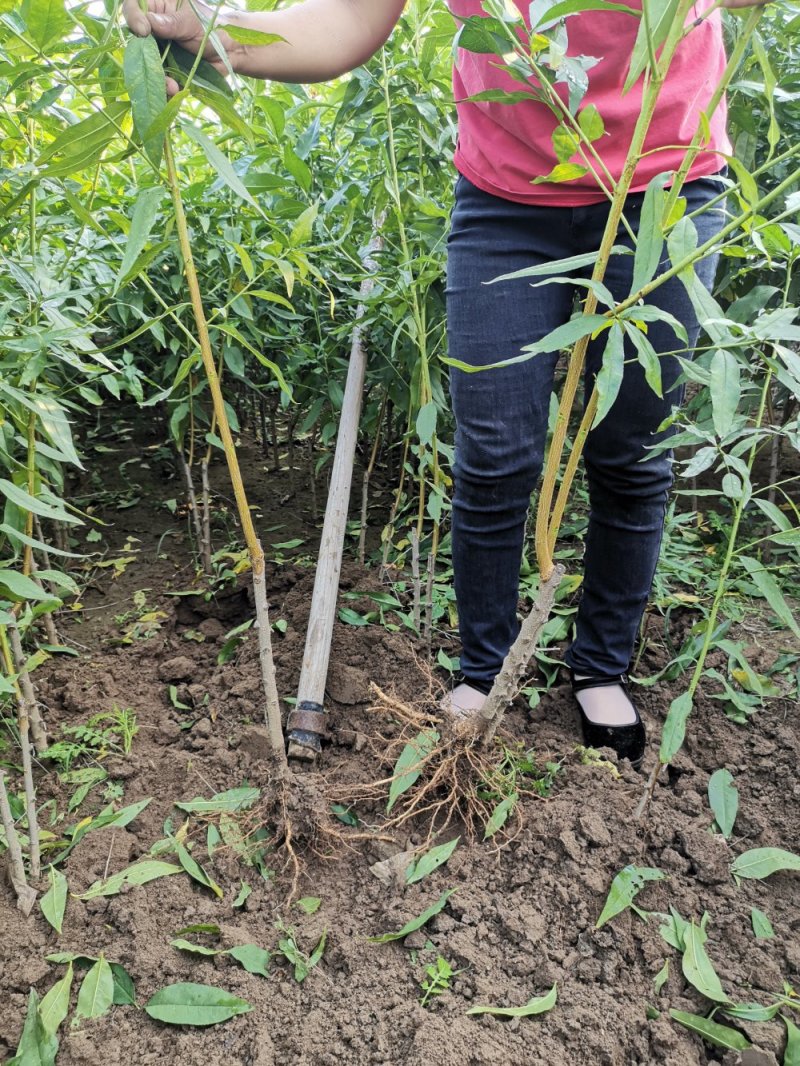 【油蟠桃518】特嫁接树苗，当年结果全国包邮，现挖现卖