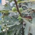 【店长推荐】日本紫果无花果树苗带果发货，基地直销全国包邮