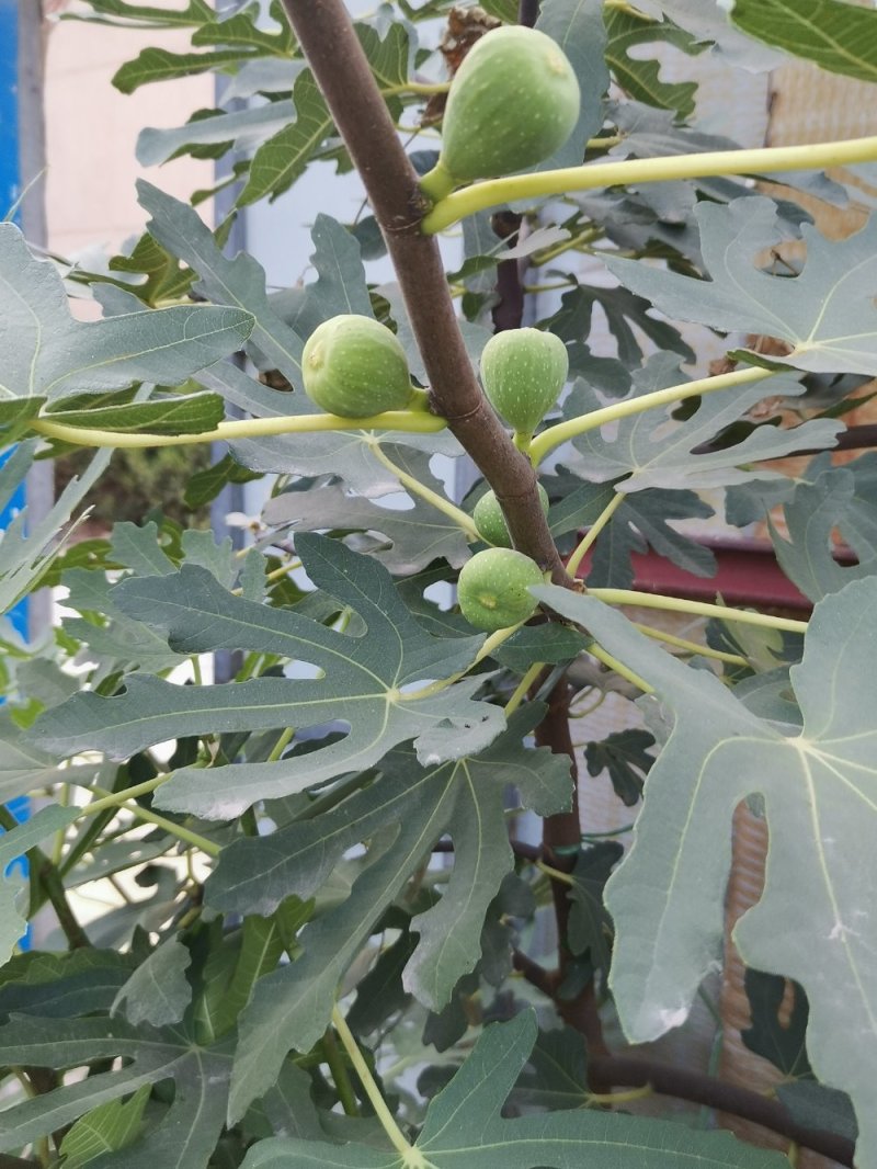 【店长推荐】日本紫果无花果树苗带果发货，基地直销全国包邮