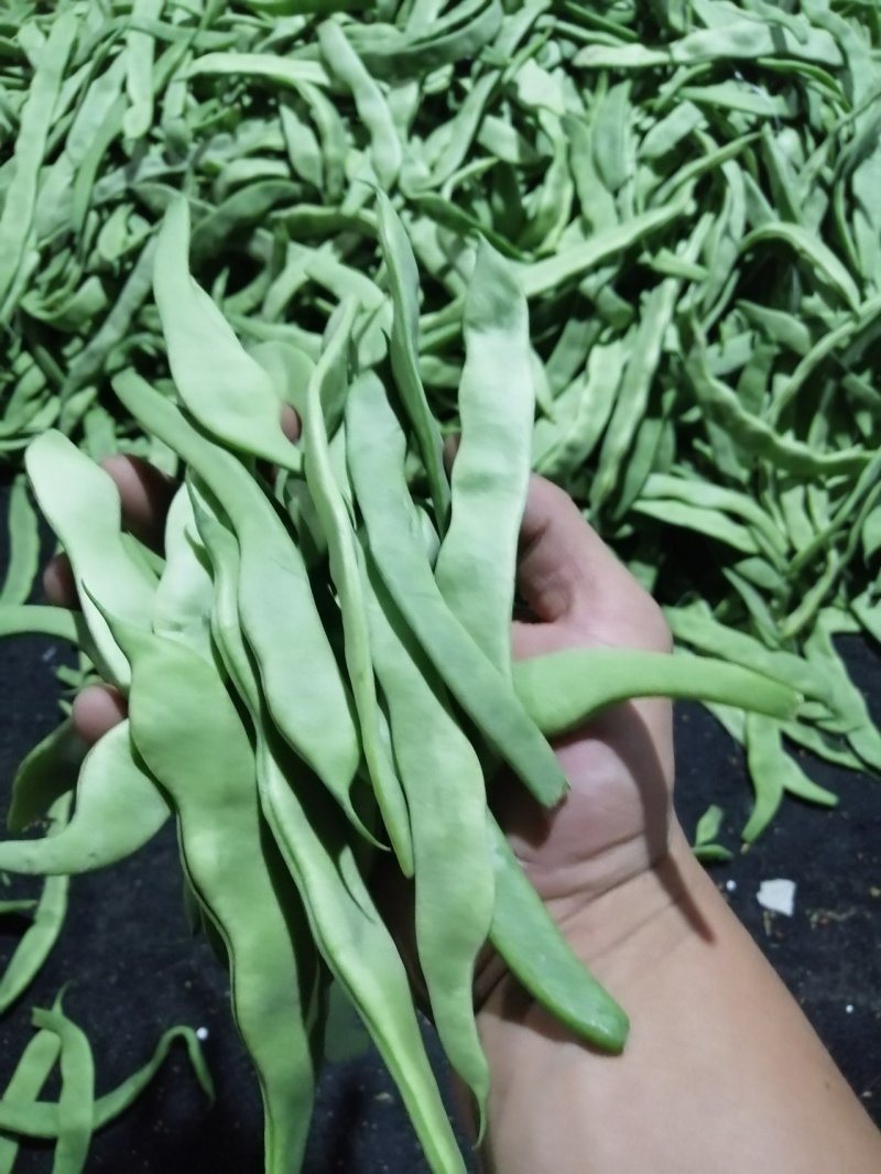 芸豆渣子