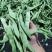 芸豆渣子