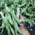 芸豆渣子
