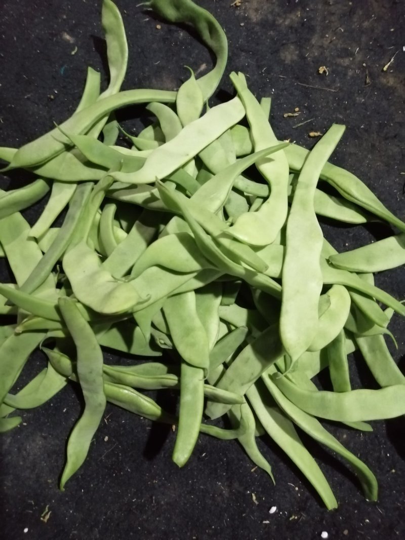 芸豆渣子