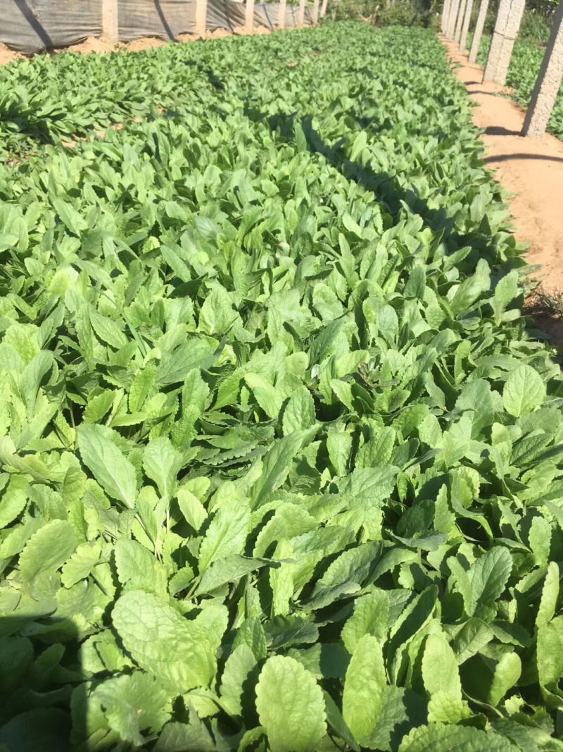 鼠尾草地被鼠尾草基地直供质优价廉欢迎实地考察