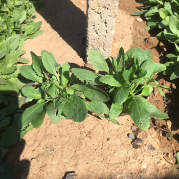 鼠尾草地被鼠尾草基地直供质优价廉欢迎实地考察