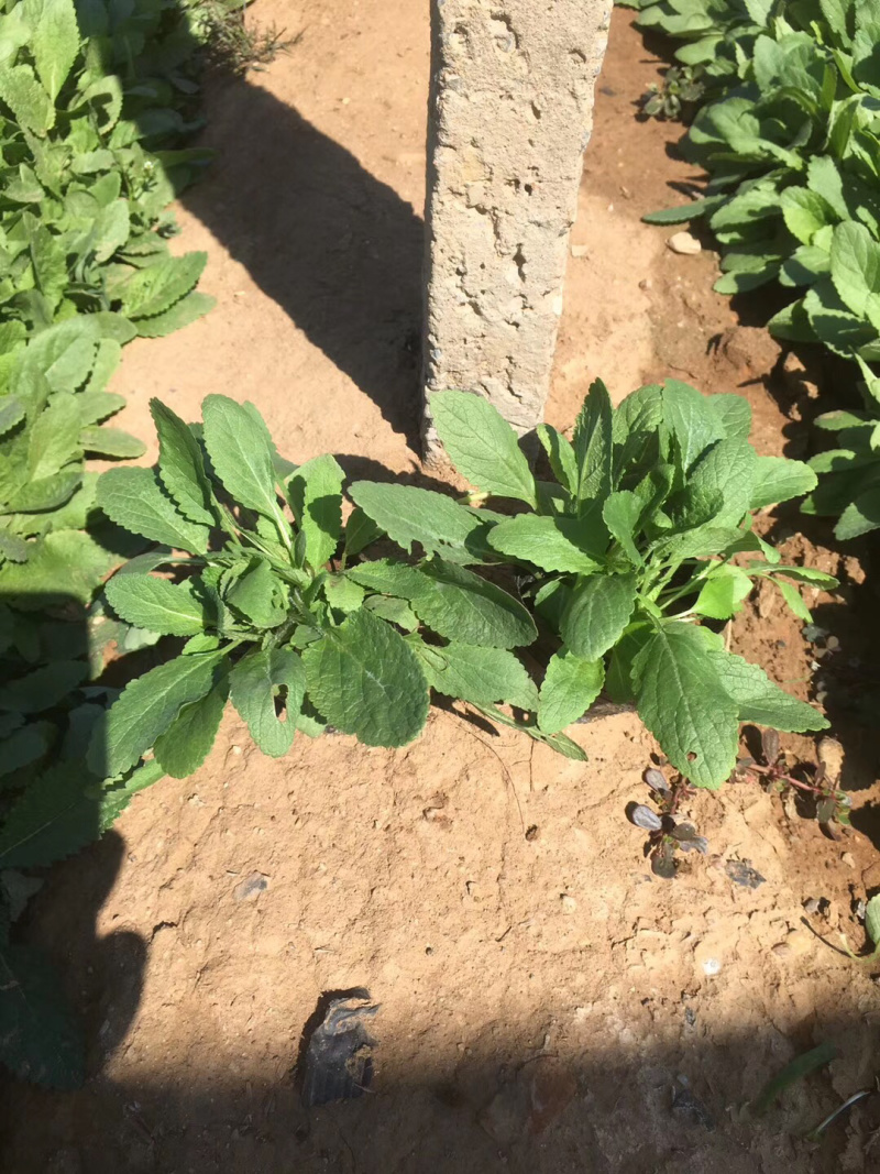 鼠尾草地被鼠尾草基地直供质优价廉欢迎实地考察