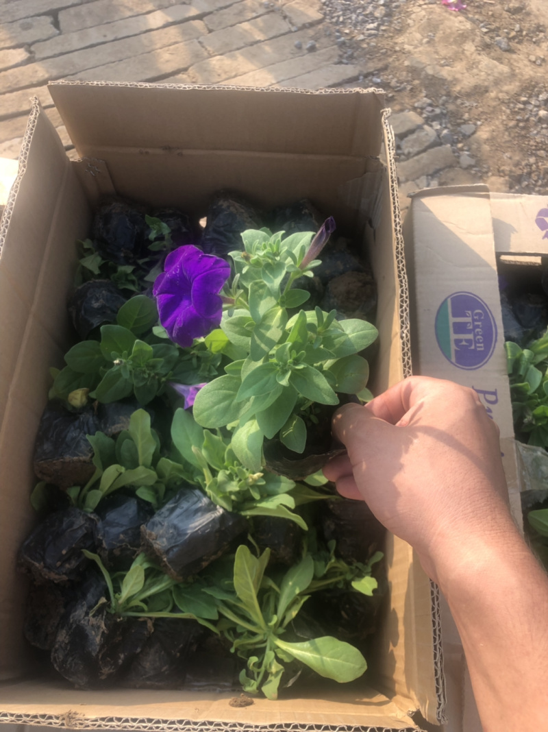 鼠尾草地被鼠尾草基地直供质优价廉欢迎实地考察
