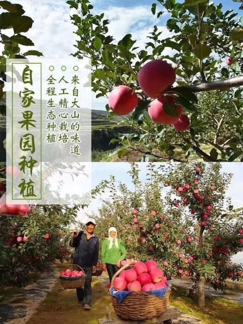 静宁红富士苹果