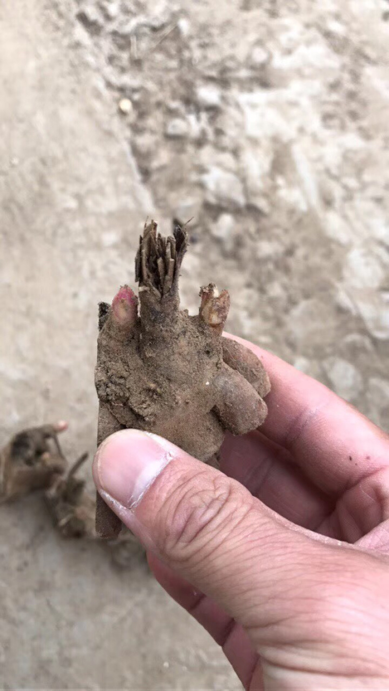 优质白芍芽子，刚刨的成活率高