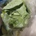 【甘蓝】湖北扁包菜原产地直发可视频看货量大从优
