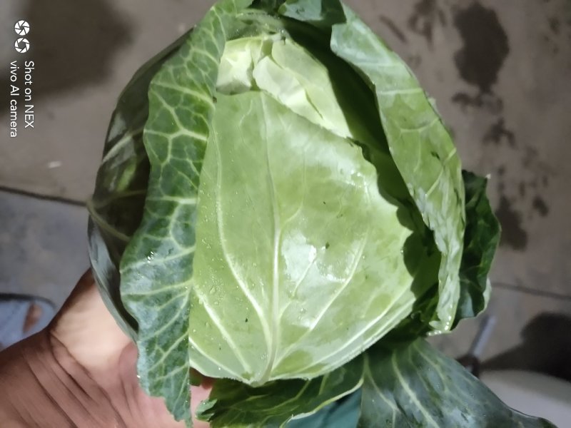 【甘蓝】湖北扁包菜原产地直发可视频看货量大从优