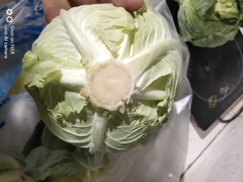 【甘蓝】湖北扁包菜原产地直发可视频看货量大从优