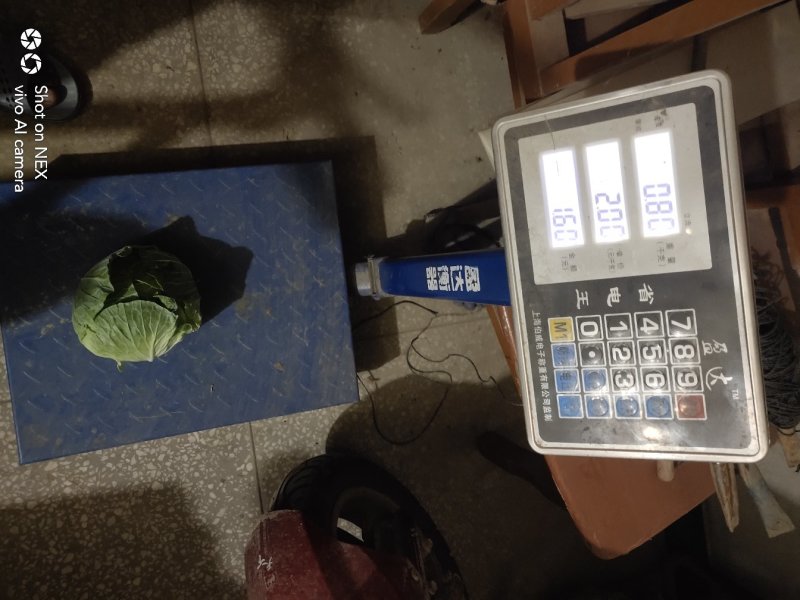 【甘蓝】湖北扁包菜原产地直发可视频看货量大从优