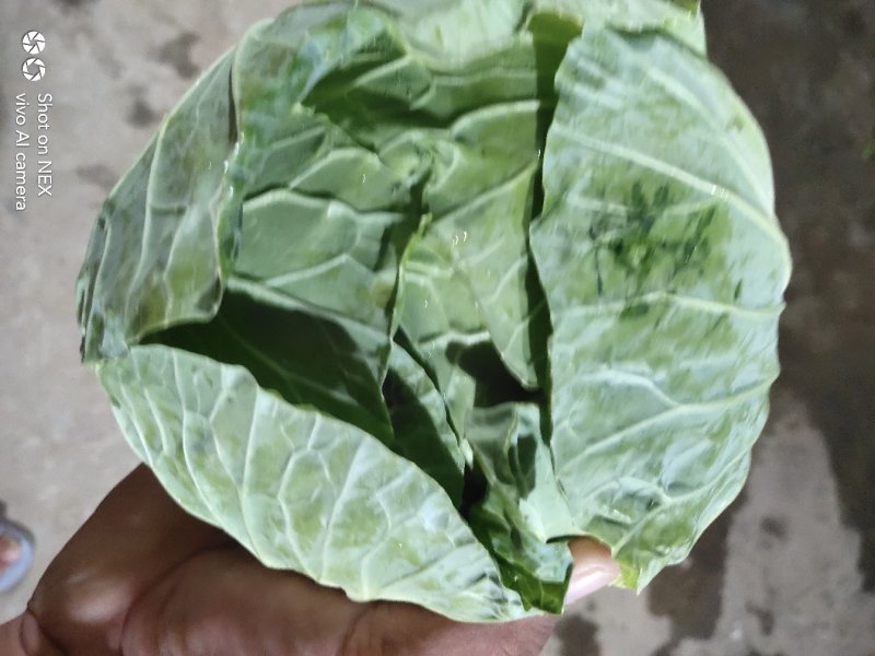 【甘蓝】湖北扁包菜原产地直发可视频看货量大从优