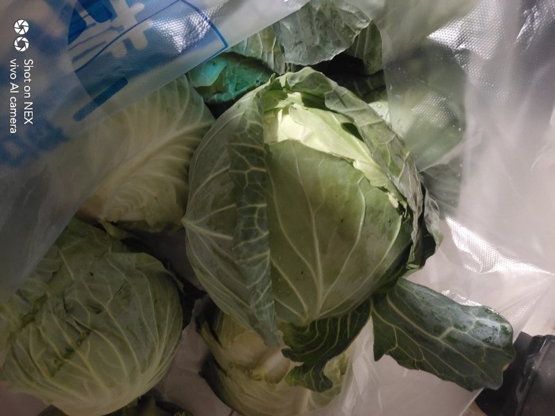【甘蓝】湖北扁包菜原产地直发可视频看货量大从优