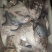 斗鲳大斗鲳鲳本地海港海鱼冰鲜鱼预定当天发货大量批发