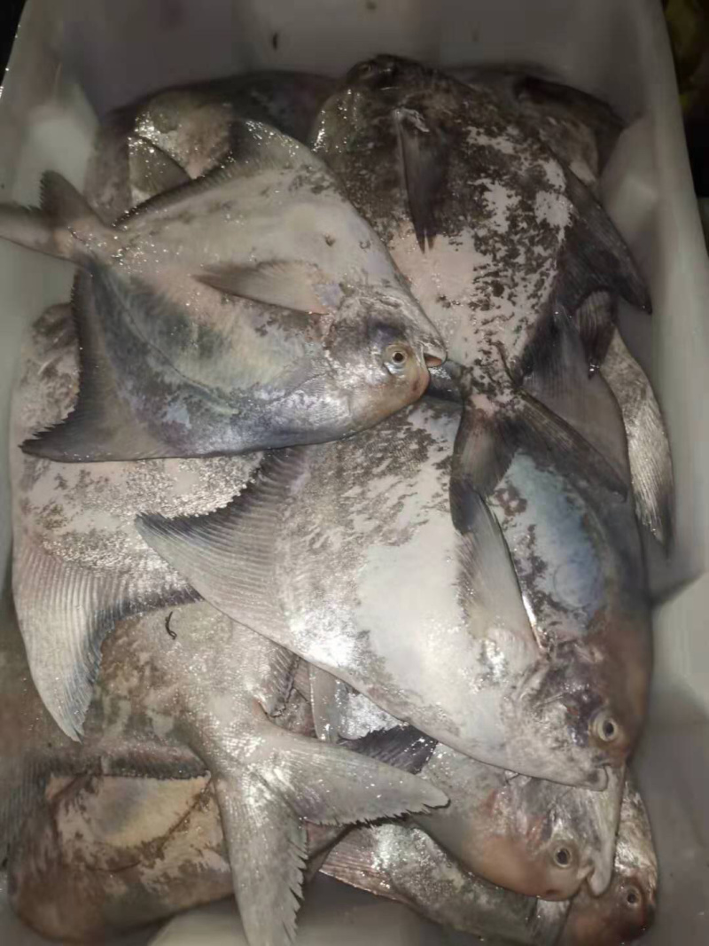 斗鲳大斗鲳鲳本地海港海鱼冰鲜鱼预定当天发货大量批发