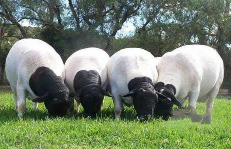 杜泊绵羊，羊苗怀孕母羊，种公羊。免费送货