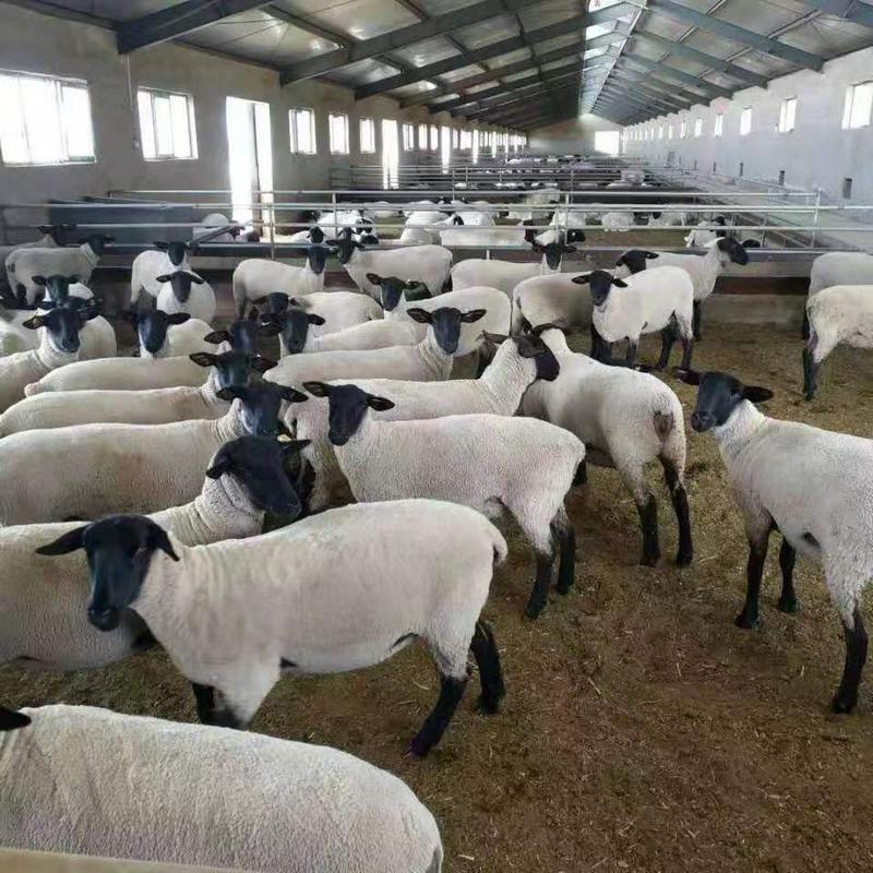 杜泊绵羊，羊苗怀孕母羊，种公羊。免费送货