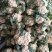 山东省聊城白面青梗松花菜，量大质优，价格下滑