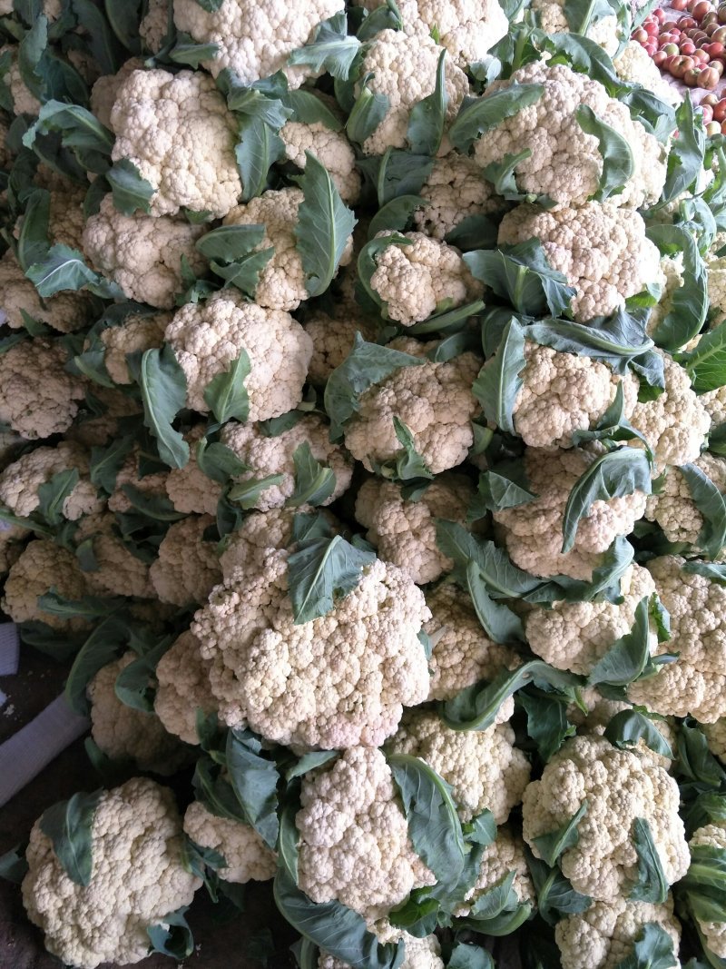 山东省聊城白面青梗松花菜，量大质优，价格下滑