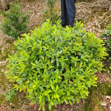杜鹃球园林绿化工程用苗常绿植物