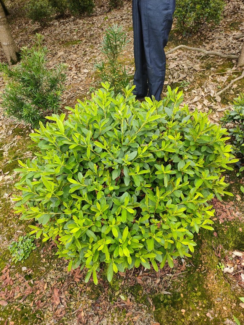 杜鹃球园林绿化工程用苗常绿植物