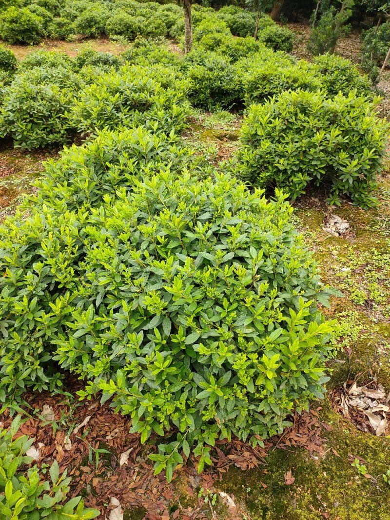 杜鹃球园林绿化工程用苗常绿植物