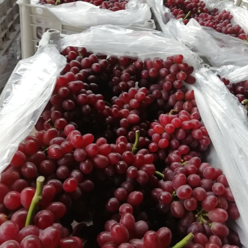 斗南，果红花红