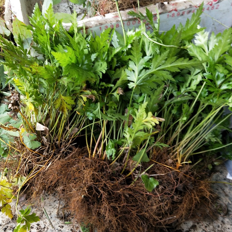 现挖新鲜黄连苗黄连种苗川黄连味连绿植盆栽货源充足