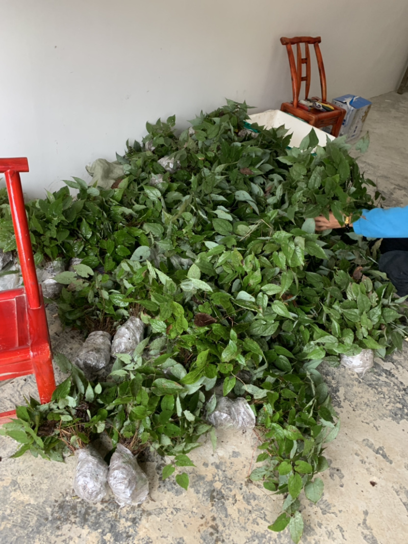 淫羊藿苗淫羊藿幼苗淫羊藿干货淫羊藿干叶片