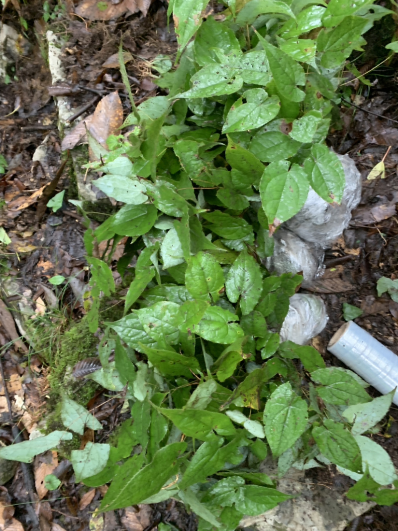淫羊藿苗淫羊藿幼苗淫羊藿干货淫羊藿干叶片