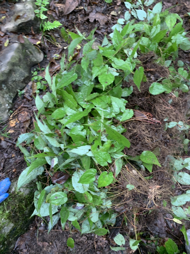 淫羊藿苗淫羊藿幼苗淫羊藿干货淫羊藿干叶片