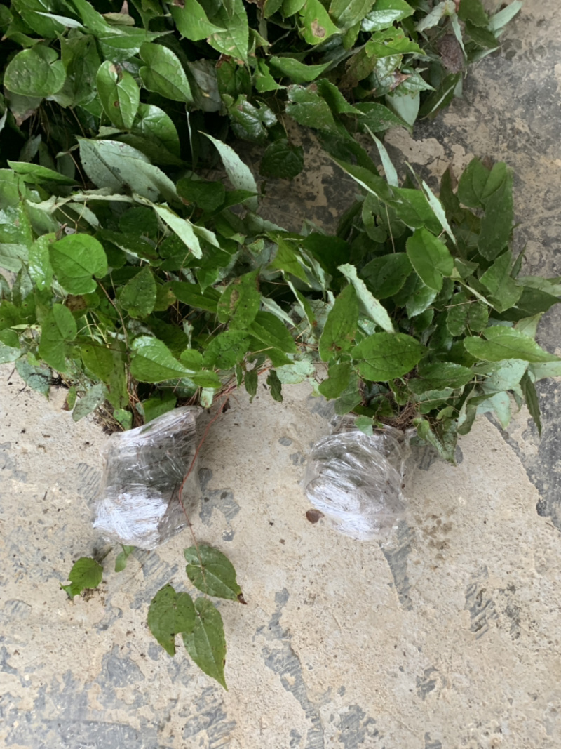 淫羊藿苗淫羊藿幼苗淫羊藿干货淫羊藿干叶片