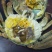 大闸蟹