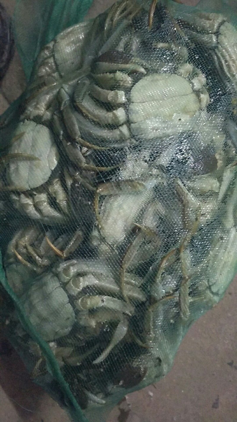 大闸蟹