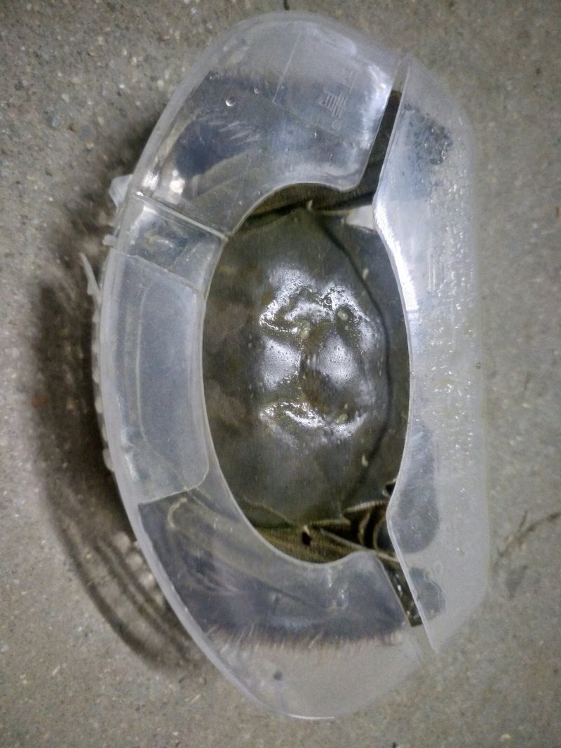 大闸蟹