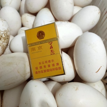 双黄鹅蛋林地散养新鲜优质储存耐久包装稳妥安全无虞