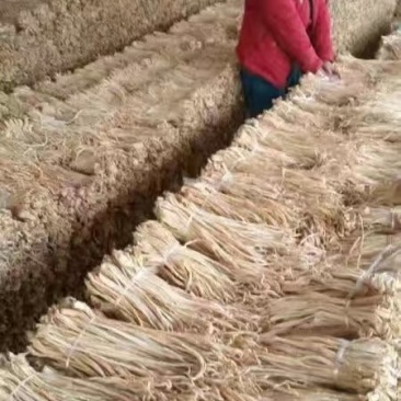 供应：精品萝卜条，萝卜干，