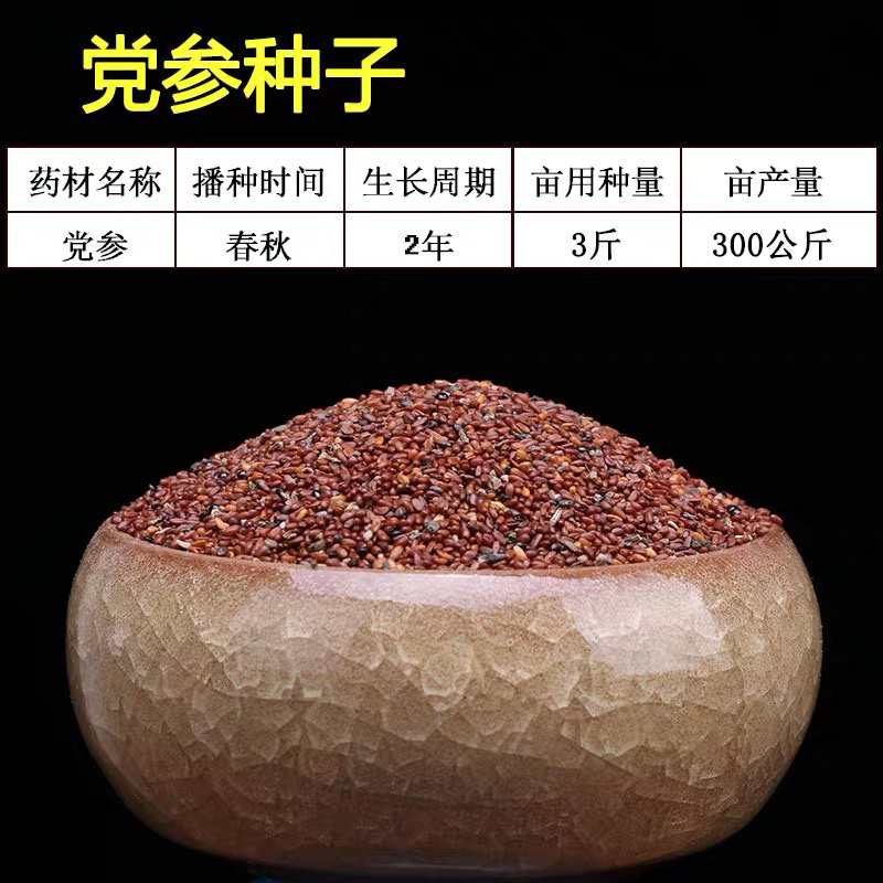 湖北恩施正宗板党种子党参种子当年新种子出芽率高