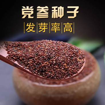 湖北恩施正宗板党种子党参种子当年新种子出芽率高