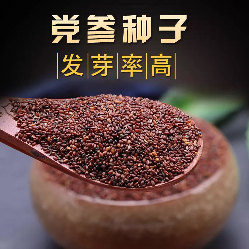 湖北恩施正宗板党种子党参种子当年新种子出芽率高
