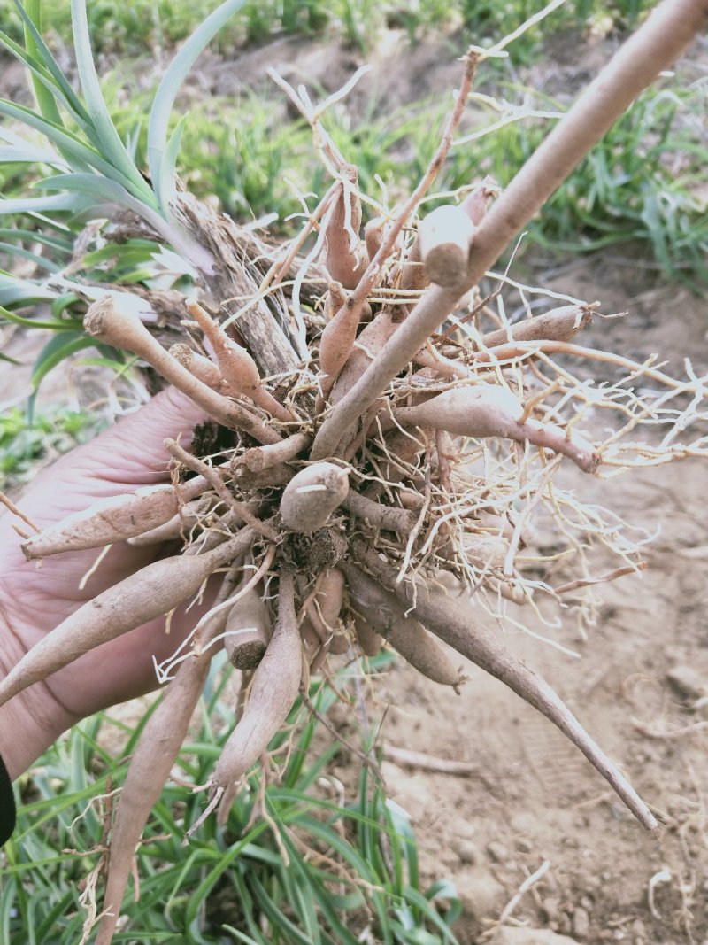 大荔优质黄花菜苗【可人来代收】备注10袋起批