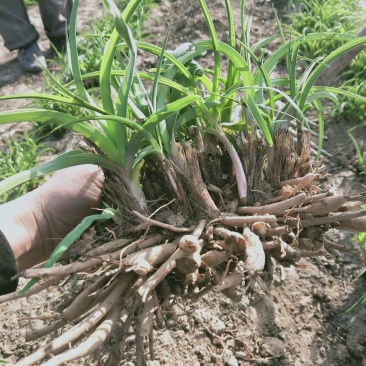 大荔优质黄花菜苗【可人来代收】备注10袋起批