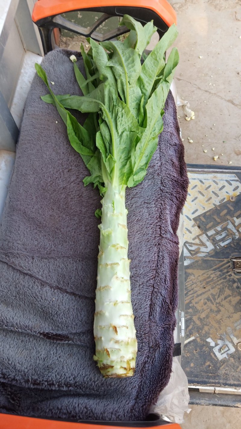 大量上市，莴笋杆子尖叶莴笋大量上市